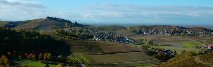 Blick über die Weinberge der Rheinebene bei blauem Himmel