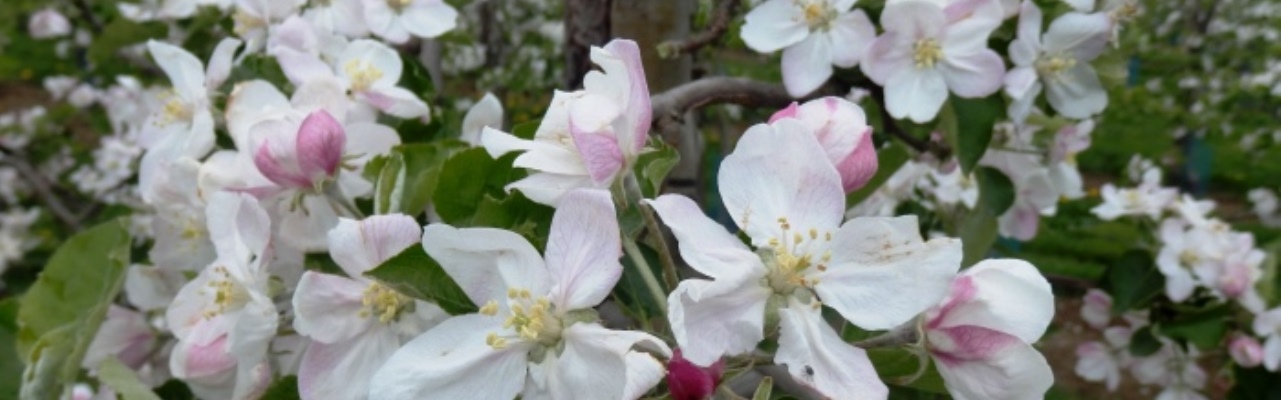 Obstbauberatung Apfelblüte Jonagold