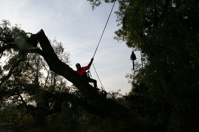 Roland Steinmann Pixabay tree-climbers