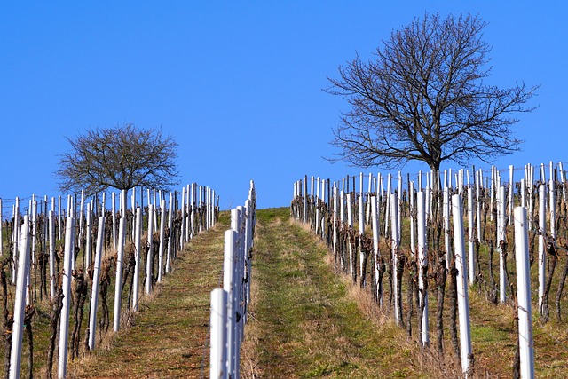 vineyard-M Böckel auf pixabay