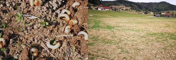 Abb. 1: Engerlinge des Junikäfers (links) und Schäden im Grünland