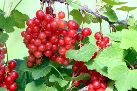 currant-5221742_foto-canvas-store auf Pixabay