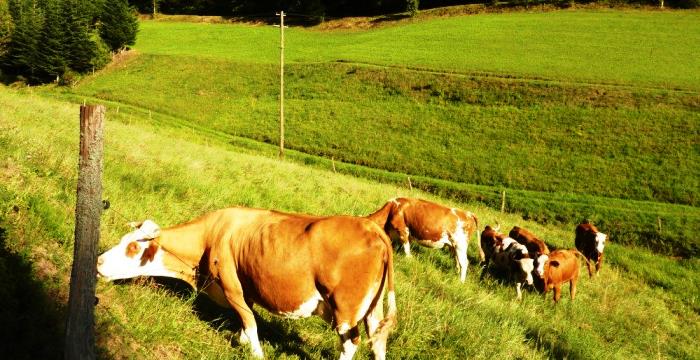 Offenhaltung im Tälerschwarzwald 4