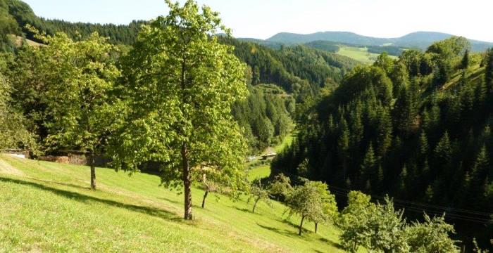 Offenhaltung im Tälerschwarzwald 3