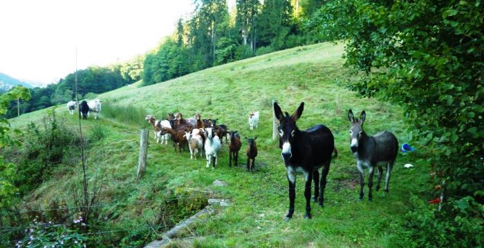 Offenhaltung im Tälerschwarzwald 2