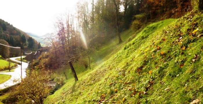 Offenhaltung im Tälerschwarzwald 1