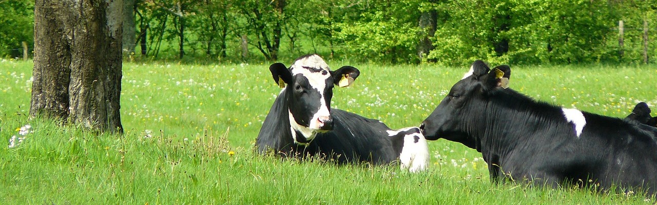 Rinder auf der Weide Rinder auf der Weide
