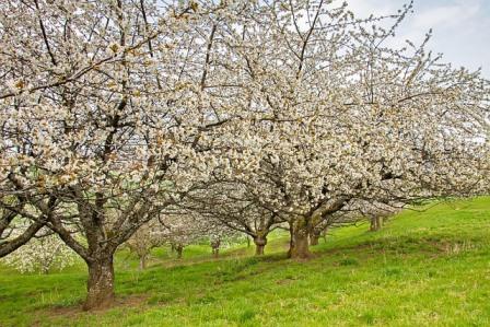 cherry-tree-4127266_von Andreas auf Pixabay