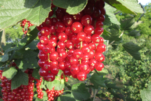 Rote Johannisbeeren