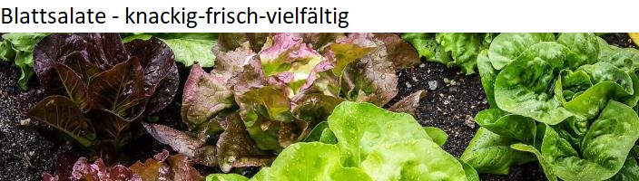 Blattsalate verschiedene