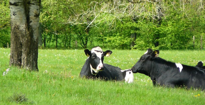 Kühe auf Weide, Weiterleitung Seite tierische Erzeugung