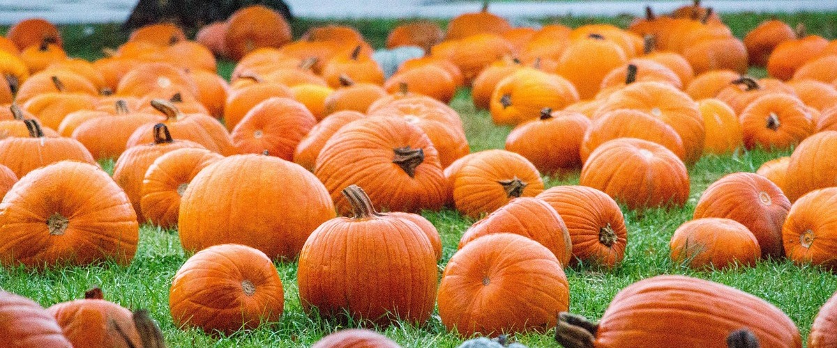 pumpkin-Greg Reese pixabay
