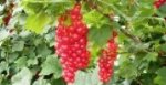 Johannisbeeren am Strauch