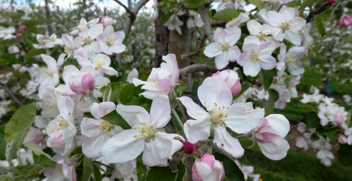 Apfelblüte Jonagold, Weiterleitung Seite Obstbauberatung