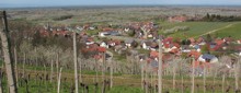 Rebstöcke im Frühling vor dörflicher Kulisse Link zu den Infodienstseiten Warndienste Pflanzenschutz