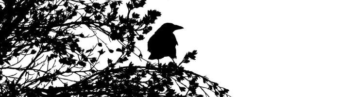 bird-C Anja auf pixabay