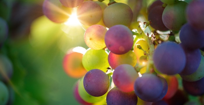 Reife Trauben, Weiterleitung Seite Weinbauberatung