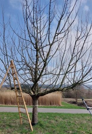 Obstbaumschnitt auf Leiter